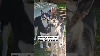 Dinner Is Served! #shortsvideo #shepsky #dogs #dogmeme #doggo #cute #shorts #cutedog