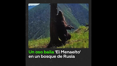 Un oso se prepara para un fin de semana ‘bailando’