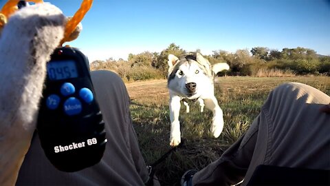 Siberian Husky Reacts To Electric Training Collar | Electric Training Collar
