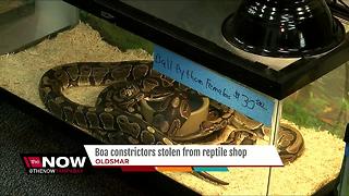 Boa constrictors stolen from reptile shop