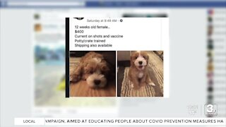Puppy scammers sending out-of-state victims to Gretna woman's home