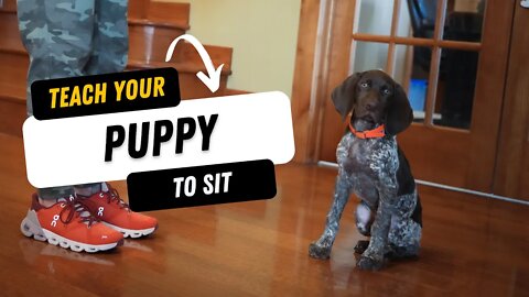 Fastest Way To Teach Your PUPPY To Sit!!