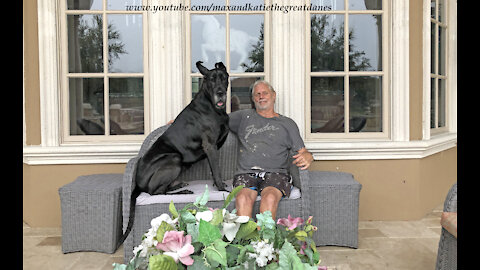 Happy Great Danes Enjoy Watching The Florida Rain