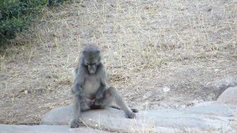 Baboon caught "Spanking the Monkey"