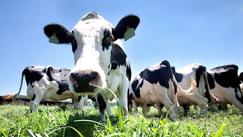 Cows screaming in the corral