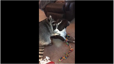 Best Friends Raccoon And Dog Enjoy Sweet Playtime