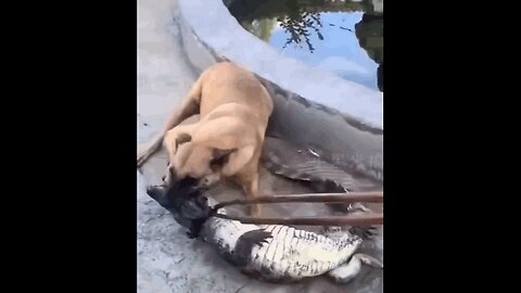 Canine valiantly tackles the gator