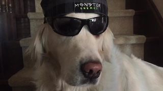 "Really Cool Dogs Wearing Hats | Funny Dummy Dogs Compilation"