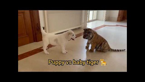 dog vs baby tiger video very funny