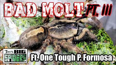 Bad Tarantula Molt 3 - Ft. One TOUGH P. formosa