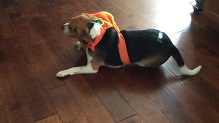 Beagle hates his pumpkin costume