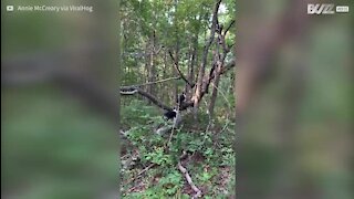 Ces corgis grimpent aux arbres avec l'agilité d'un chat