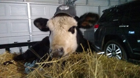 Rescued Cow Wears Hat To Dinner