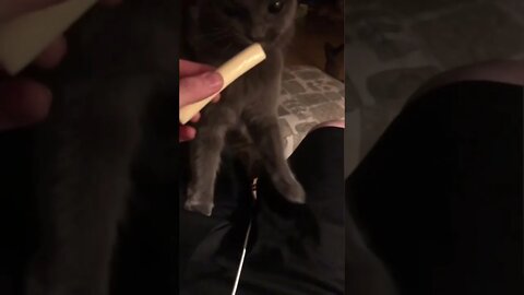 Kitty cat gets her favorite treat