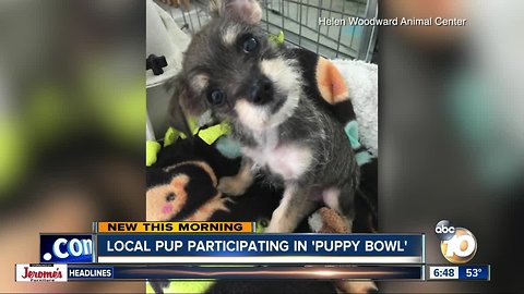 Local dog taking part in this year's 'Puppy Bowl'