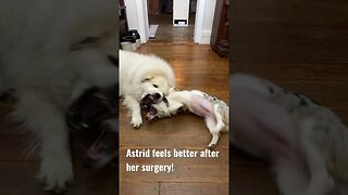 🐶🥰 Astrid had surgery #farmlife #cute #corgi #greatpyrenees