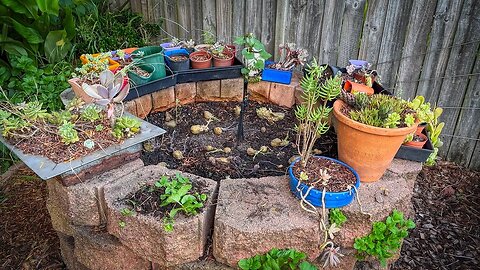 Potatoes in the round bed over winter - Part 1