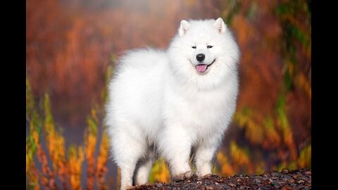 Top 10 dog breeds in the world