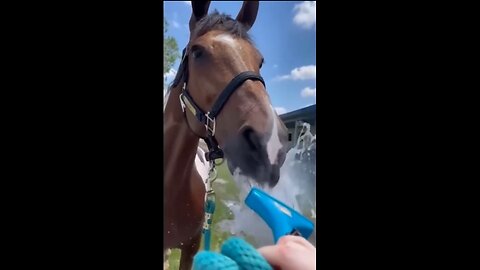 You Would Want a Horse after Finishing this Video - Funny and Cute Horse Video.