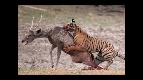 Tiger Hunting Compilations - National Geographic Documentary HD