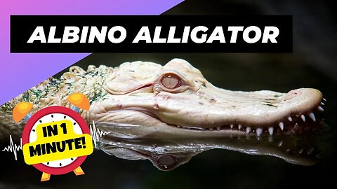 Albino Alligator - In 1 Minute! 🐊 One Albino Animal You Have Never Seen | 1 Minute Animals