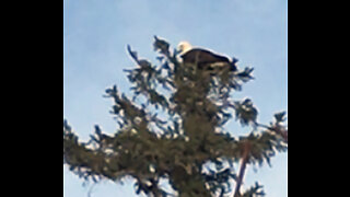 Eagles at Merle Hay Cemetery, Glidden IA