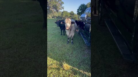 Big Billy the Bull guarding ladies & truck #bull #cow #cows #cattlefarm #shorts