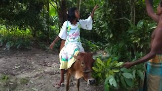 Cows Graze Girl Kids_ Funny Kids With Cow