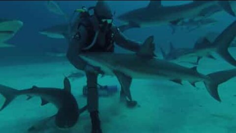 Encantador de tubarões mostra a sua técnica de hipnose
