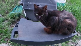 Cat on the BBQ