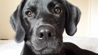 Labrador destroys its own bed