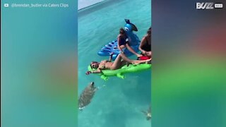 Une touriste échappe à l'attaque d'une tortue de mer