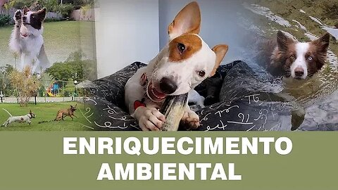 Os 5 Pilares do Enriquecimento Ambiental: Estimule e Divirta o Seu Cão!
