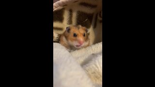 Funny Hamster - Cute and Funny Moments of Life