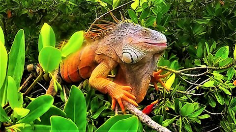 Gigantic iguana is king of the roost in Belize mangrove