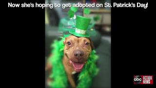 "Unlucky" dog hopes her fortunes change at St. Patrick's Day "Lucky Pet" Promotion | Digital Short