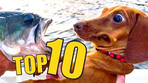 TOP 10 ANIMALS BEING JERKS! Funny Animals Compilation this week 2023 | No canned laughter!