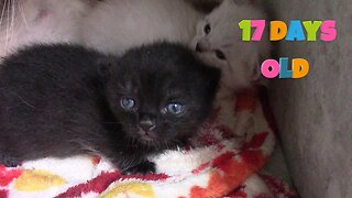 Misha's Kittens Are 17 Days Old! 😻