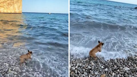 French Bulldog sees ocean waves for the first time