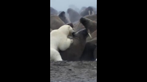 Polar bear defends pup from walrus