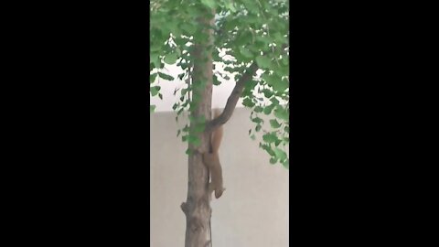 Urban Animals - Squirrel Hangs from Tree