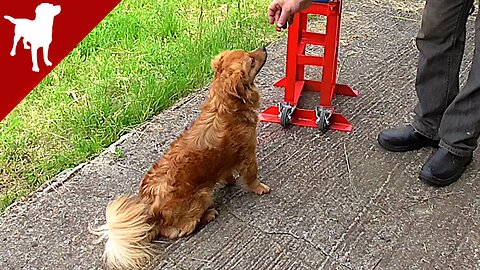 Call Dog with High Frequency Whistle - Dog Training - Kokoni Dog Breed