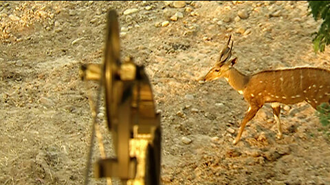 Africa's Whitetail....... the Bushbuck