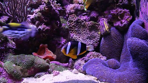 Clarkii Clownfish Feeds Blue Carpet Anemone