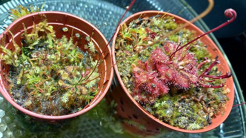 CARNIVOROUS PLANTS - Part 1 (The Beginning)