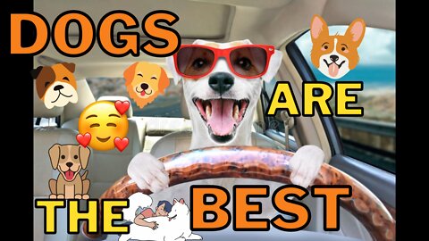 Dogs Are The Best Compilation - Clips of Doggies Being Wonderful