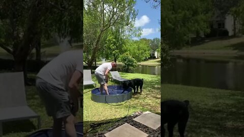 Rottweiler getting into the pool for the first time