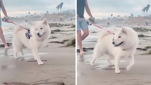 Dog Has Priceless Reaction To Seeing Waves For The First Time