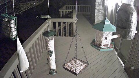 Live Stream Bird Feeder Ashville NC