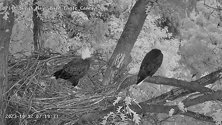 Hays Eagles Mom and V, a beautiful morning duet! 10-12-23 7:19am